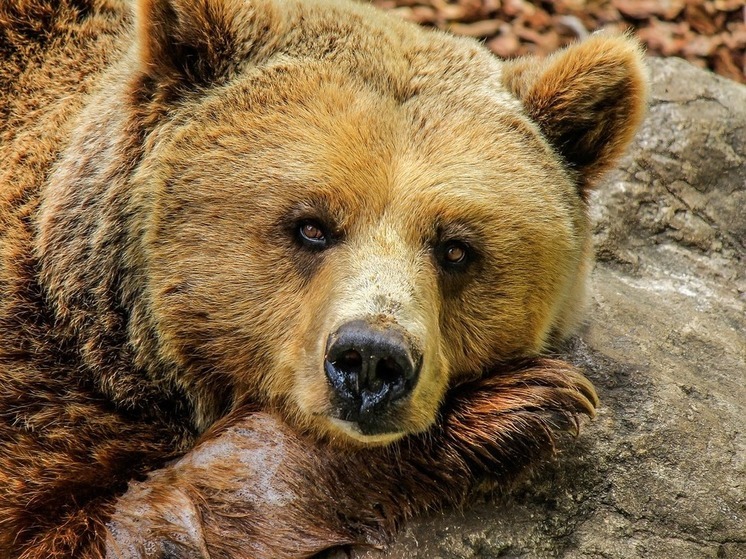 Пресс-служба управления СК России по Хабаровскому краю и Еврейской автономной области сообщила о процессуальной проверке по факту нападения медведя на жителя Биробиджана