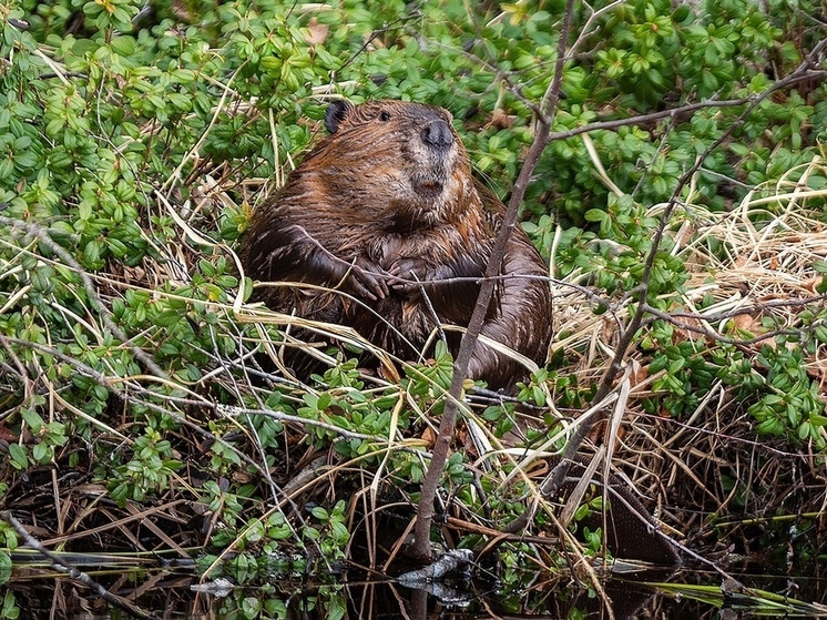 Бобра, постигшего дзен, сфотографировали в Карелии