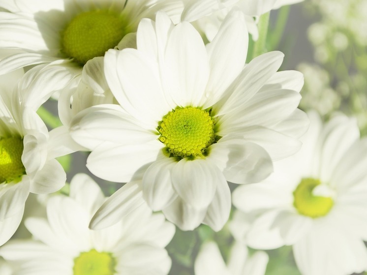 Пара из НАО сочеталась браком на выставке «Россия»