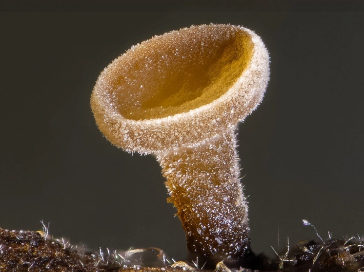 Фотограф вырастил грибы из прошлогодних листьев, собранных в Удельном парке