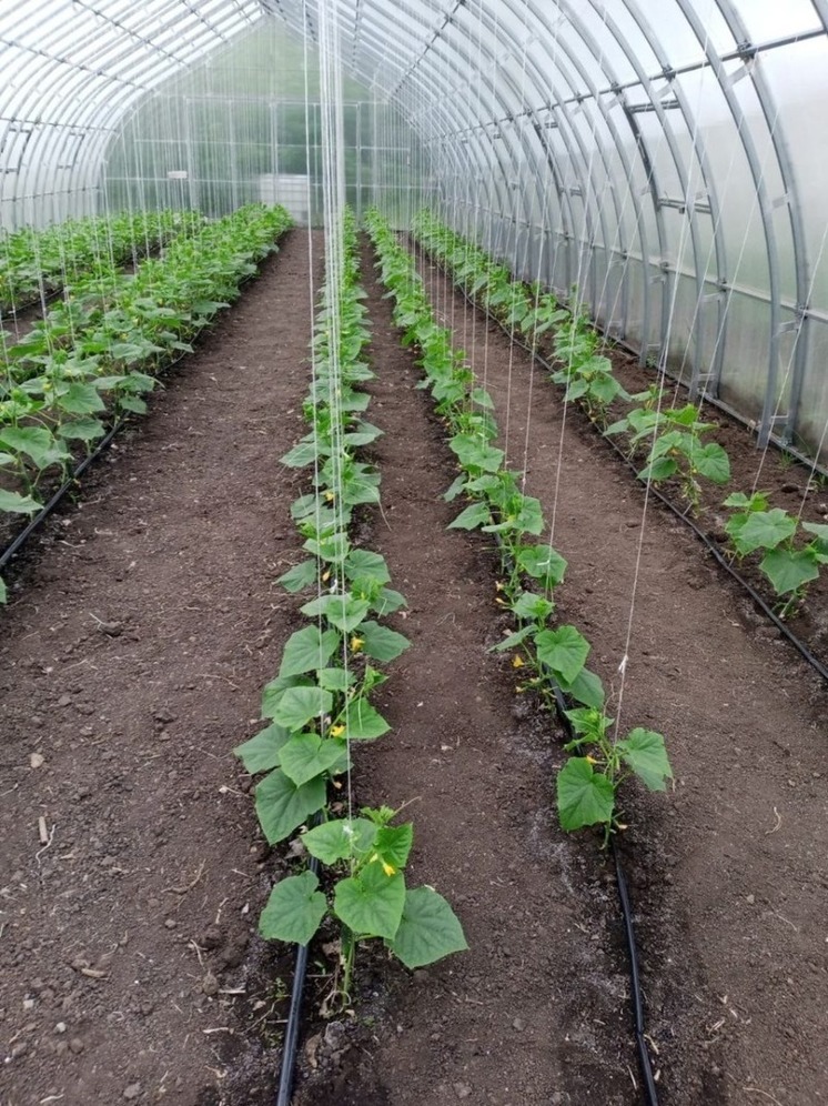 Участник «Агростартапа» из Красненского района вырастил первый урожай в 2024 году