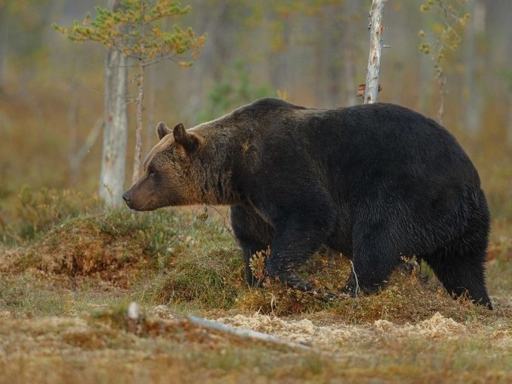 В США черный медведь утащил в лес тело мужчины после автомобильной аварии