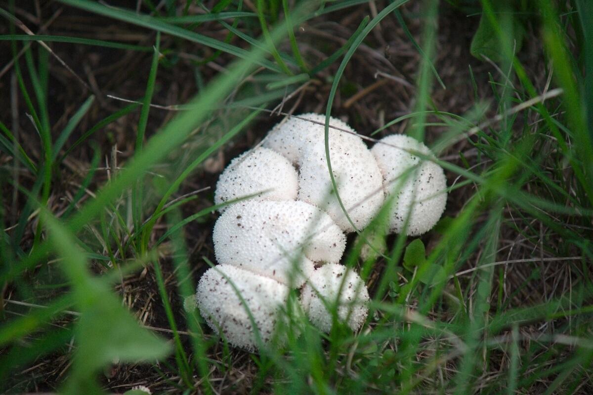 California Fungi: Coprinus calyptratus