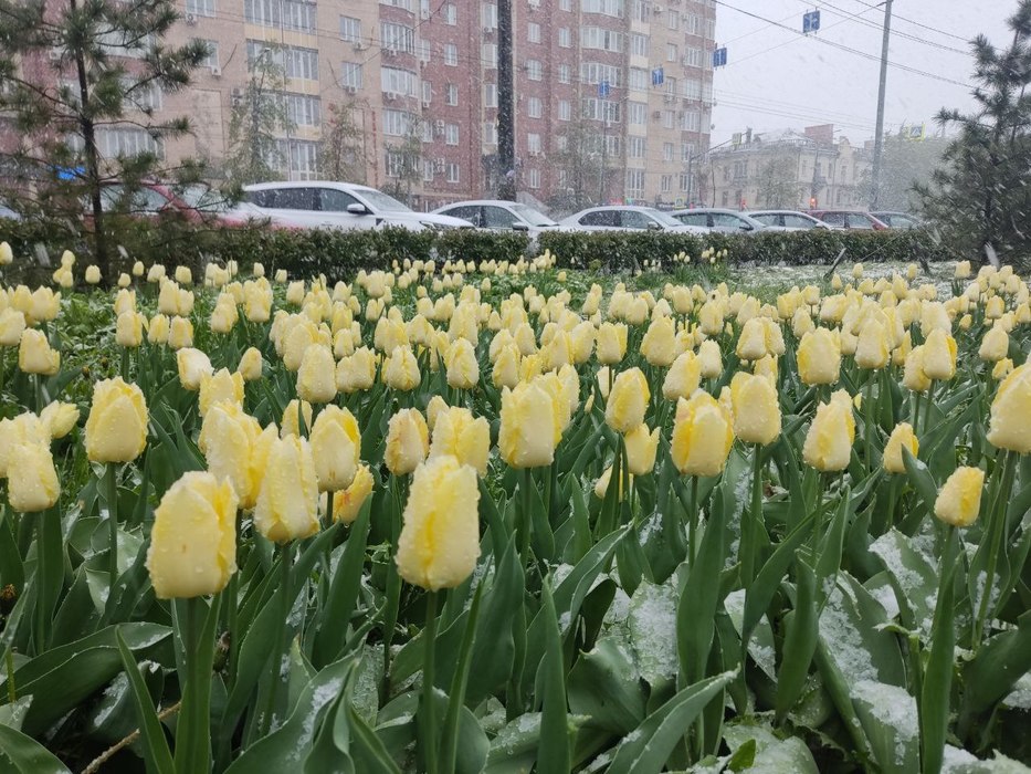 В Челябинске продолжает падать майский снег: удивляемся фотографиям 
