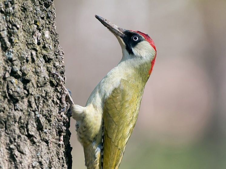 В Сергиево-Посадском округе заметили редкого зеленого дятла