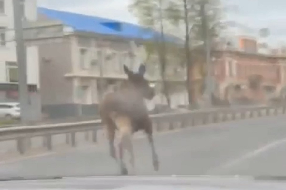 В Ярославле по городу разгуливают лоси - МК Ярославль