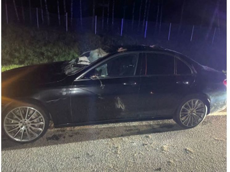 На трассе М-1 в Сафоновском районе водитель пострадал в столкновении с лосем