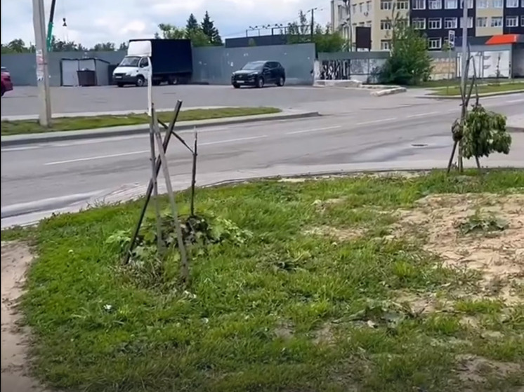 В Орле вандалы уничтожили молодые деревья