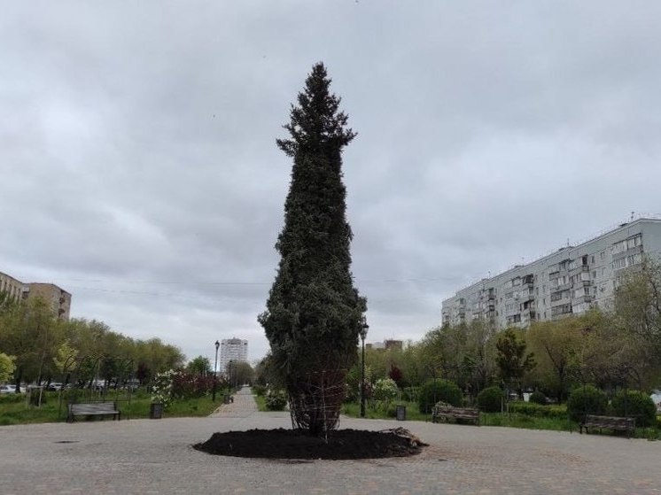 В Оренбурге высаживают ели стоимостью под 300 тысяч рублей за штуку