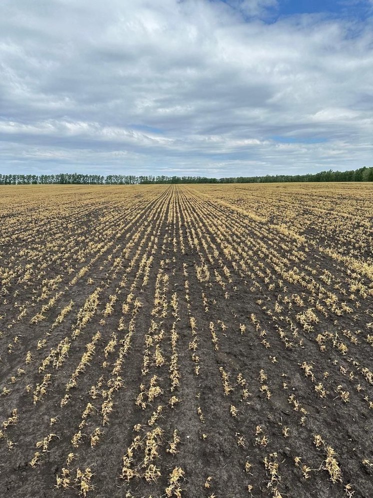 Воронежский губернатор пообещал, что убитый заморозками урожай, не повлияет на продуктовые цены
