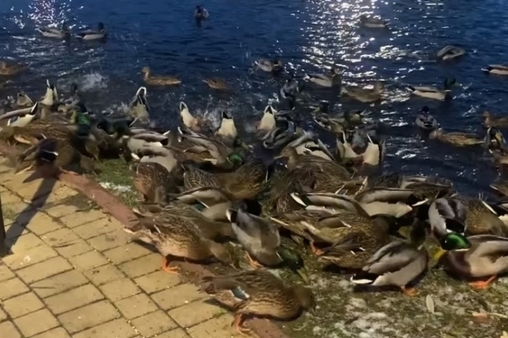Костромская борьба за существование: утки вытесняют голубей из экологической ниши