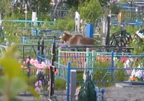 В Усть-Илимском районе Иркутской области зафиксированы факты появления медведей вблизи кладбищ