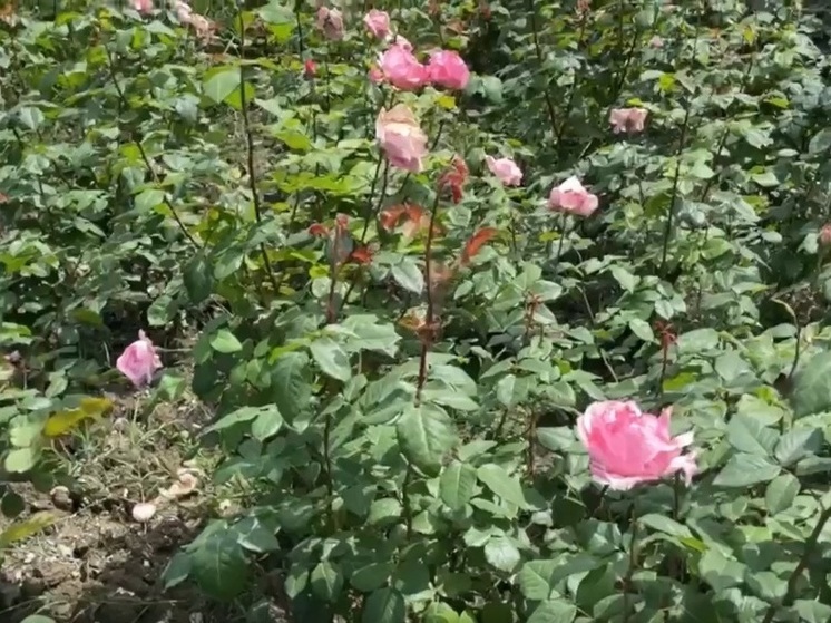 В центре Сочи высадят более 3000 кустов роз