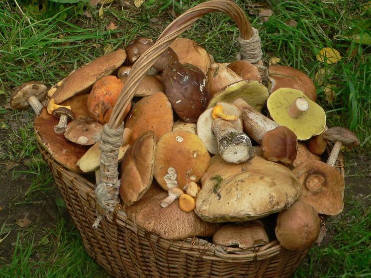 В подмосковных лесах грибники собирают маслята