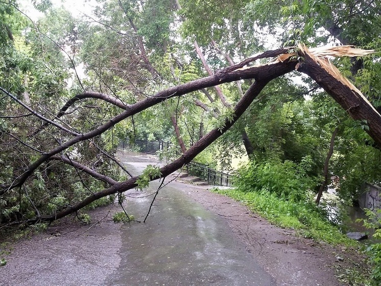 Сильный ветер несколько дней ломал деревья в Екатеринбурге