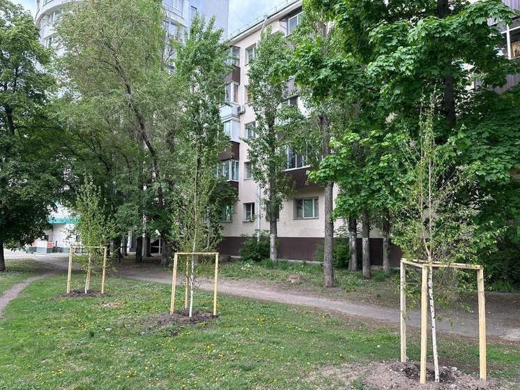 В Воронеже ищут подрядчиков для осенней высадки более 500 деревьев