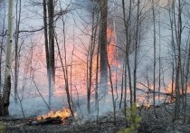 Лесной пожар, который прошел 200 гектаров, утром 15 мая локализовали в Карымском районе Забайкальского края