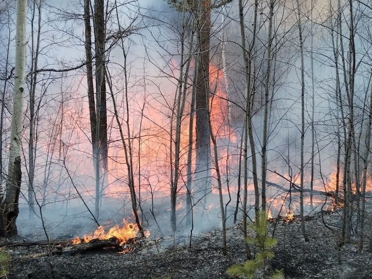 Лесной пожар на 200 га локализовали в Карымском районе Забайкалья