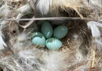 В селе Новая Брянь Заиграевского района Бурятии местные жители увидели гнездо с кладкой из четырех крохотных яиц