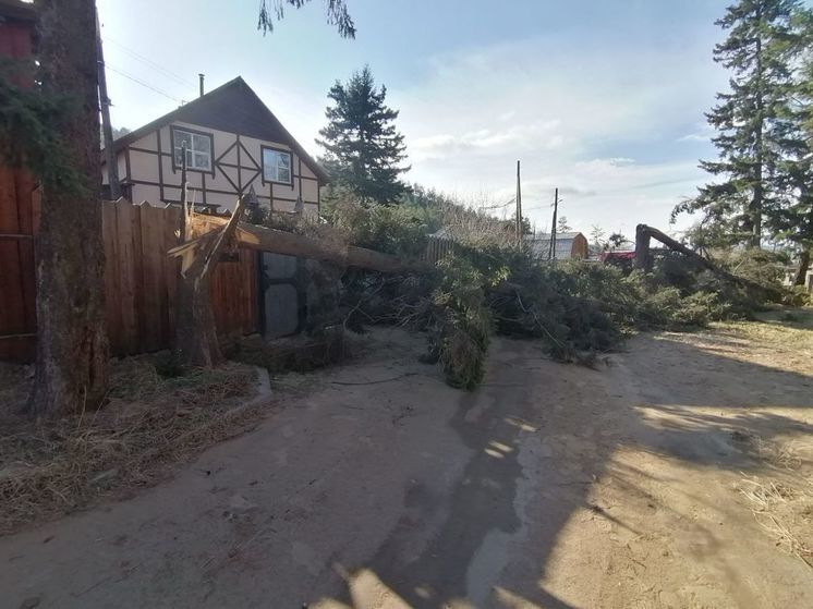 Ни одно подрезанное дерево не упало в результате штормового ветра в Улан-Удэ