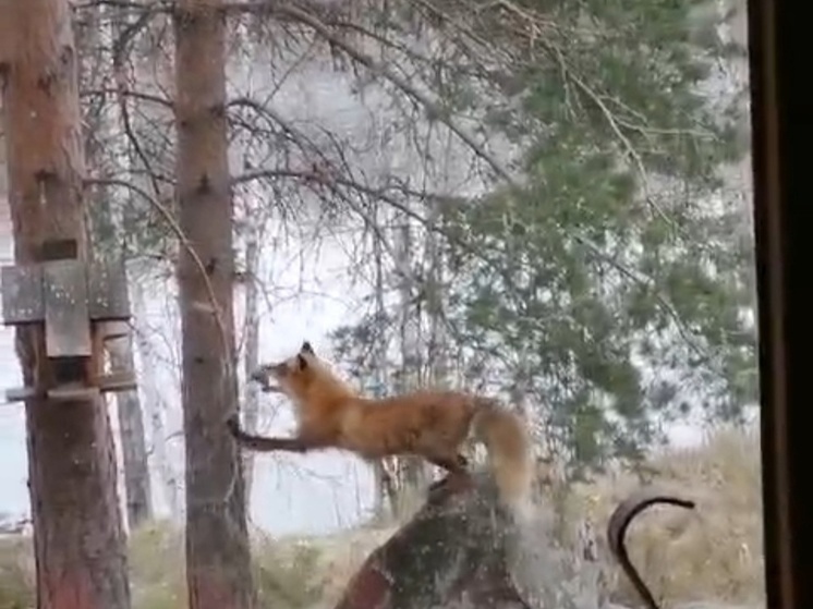 Лиса унесла сало из кормушки для птиц в поселке Карелии