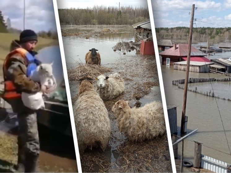 Жителей эвакуировали, к животным подбирается медведь: как спасаются от наводнения в самой подтопленной деревне Омской области