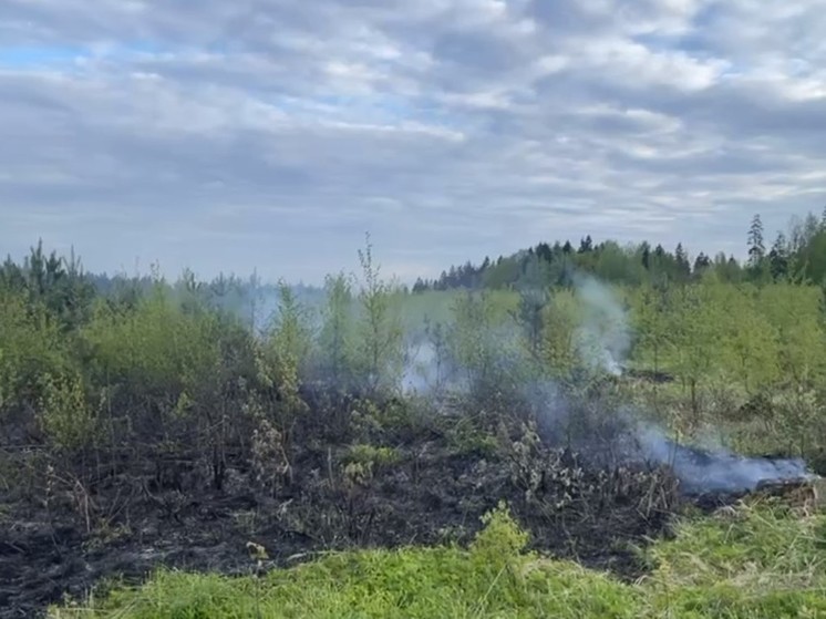 В округе Пушкинский ищут виновников лесного пожара