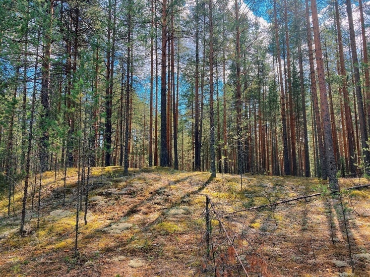В вологодских лесах планируется создать 16 парков