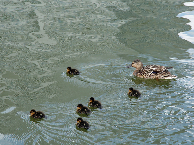 В подмосковных Химках утка вывела птенцов на балконе жилого комплекса