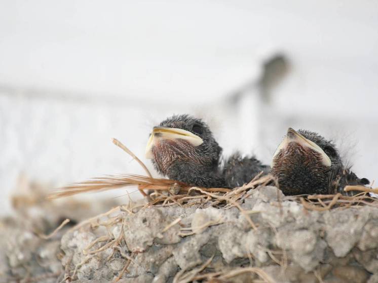 Жителей просят не помогать птенцам, которые учатся летать