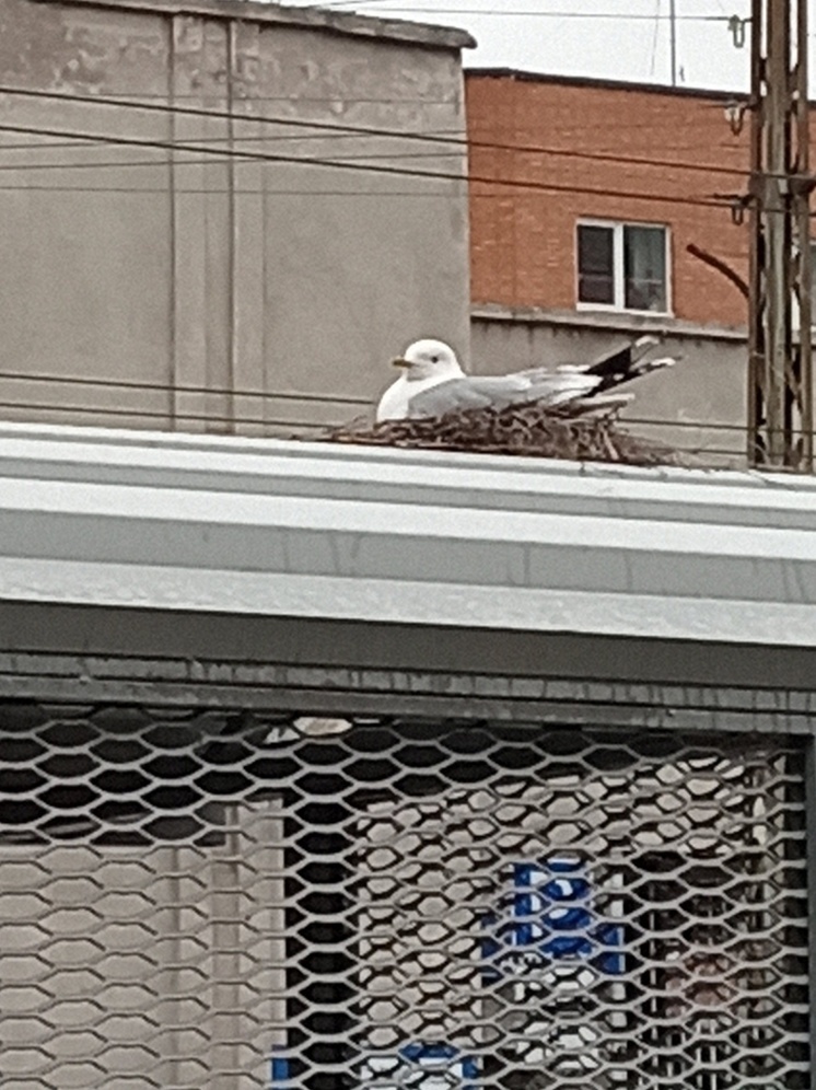 Чайка высиживает птенцов на крыше остановки в Петрозаводске