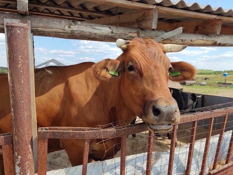 Костромской подход: субсидии аграриям будут платить за молоко, а не за поголовье коров