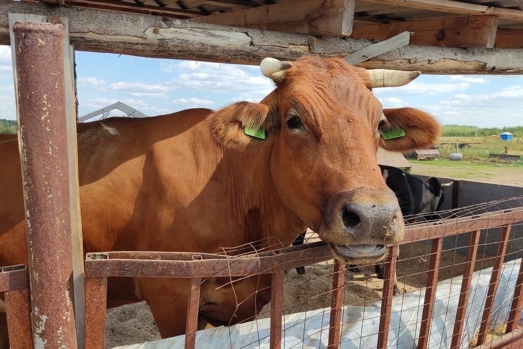 Костромской подход: субсидии аграриям будут платить за молоко, а не за поголовье коров