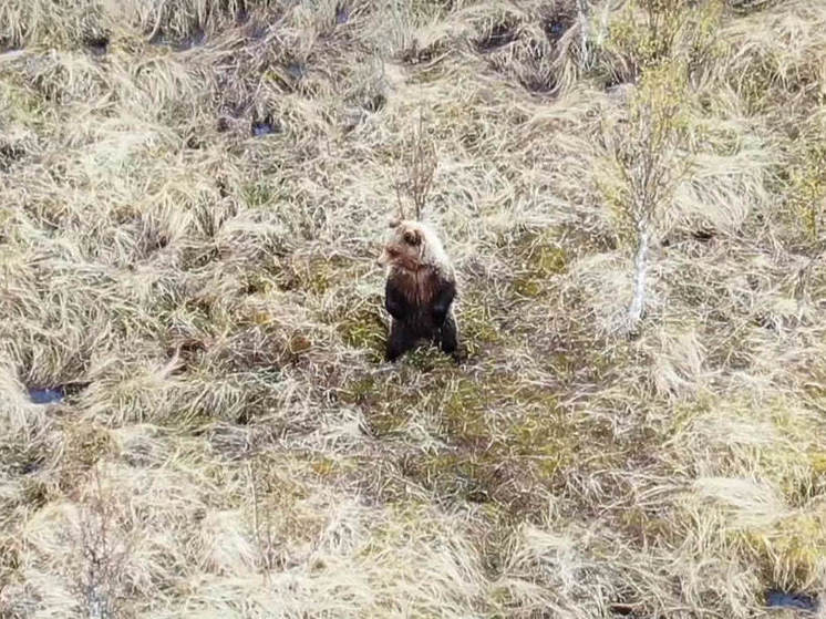 В Нижне-Свирском заповеднике заметили проголодавшегося после зимы медведя