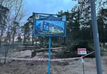 В Чите на перекрестке улиц Ленинградская и Матвеева начали вырубать сосны для строительства спорткомплекса «Динамо»