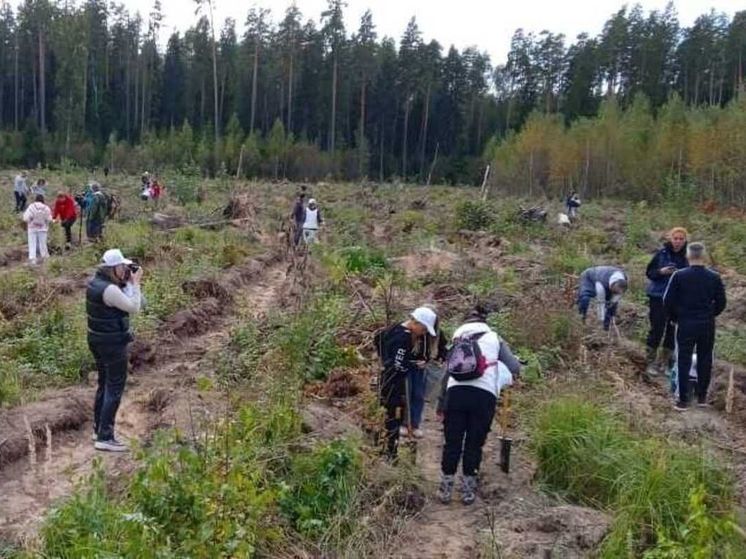 В Подмосковье высадят свыше 620 тысяч деревьев