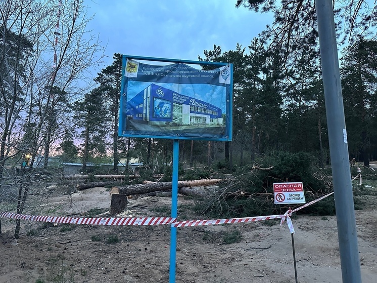 Почти 200 деревьев срубят для строительства спорткомплекса «Динамо» в Чите