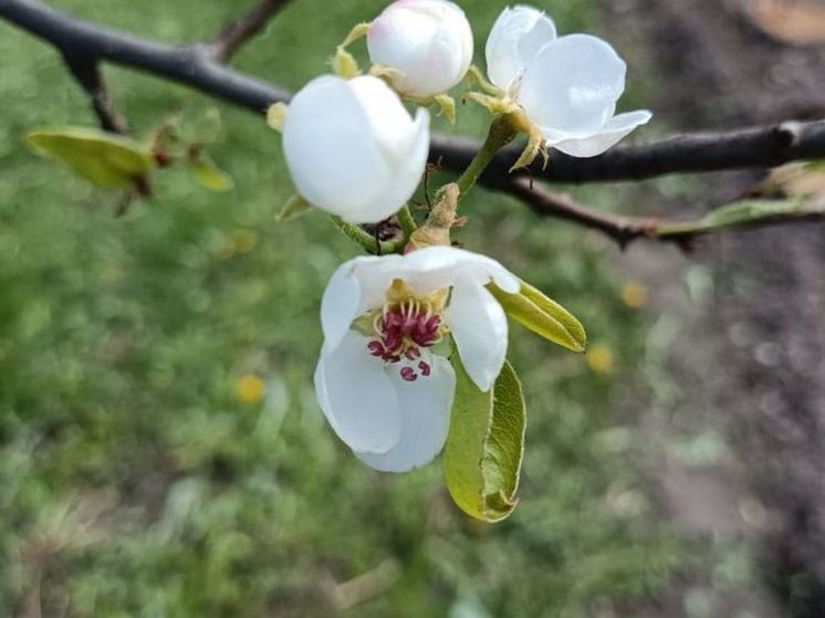 В Подмосковье сегодня вечером вновь возможен дождь