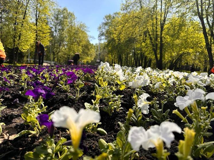 В Новокузнецке начали высаживать цветы