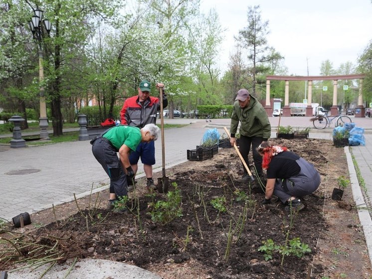 1700 кустов роз высадят в Иркутске