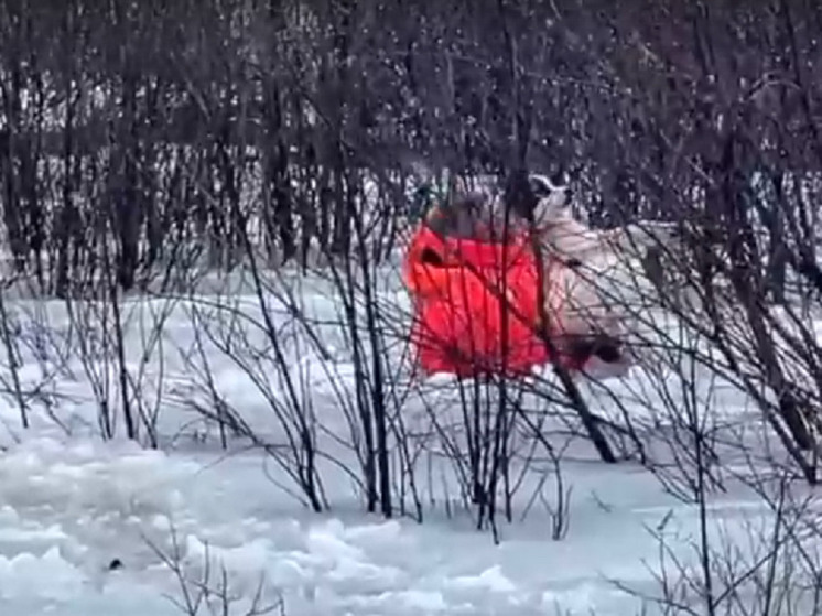 Спасатели достали из тающего озера застрявшую собаку