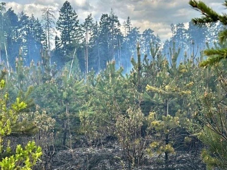 Три лесных пожара в одень день ликвидировали огнеборцы в Балашихе