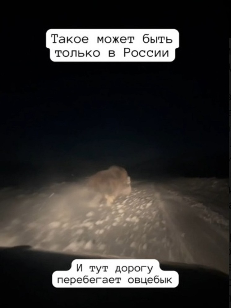 Ямальский путешественник встретил овцебыка на зимнике