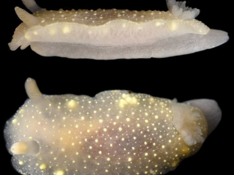 На Курилах ученые открыли новые виды моллюсков