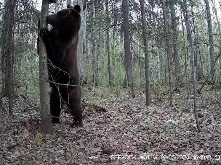 В Марий Эл любвеобильный медведь пришел пообниматься с деревом