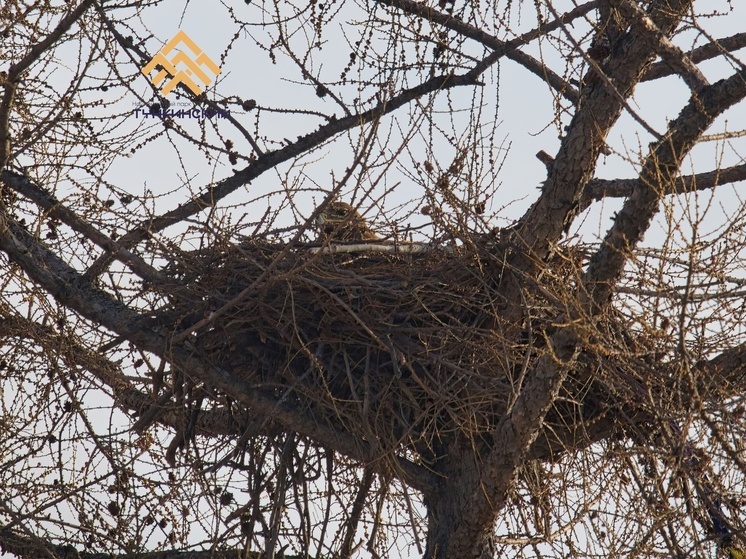 В Бурятию прилетел для гнездования орел-могильник «с российского герба»