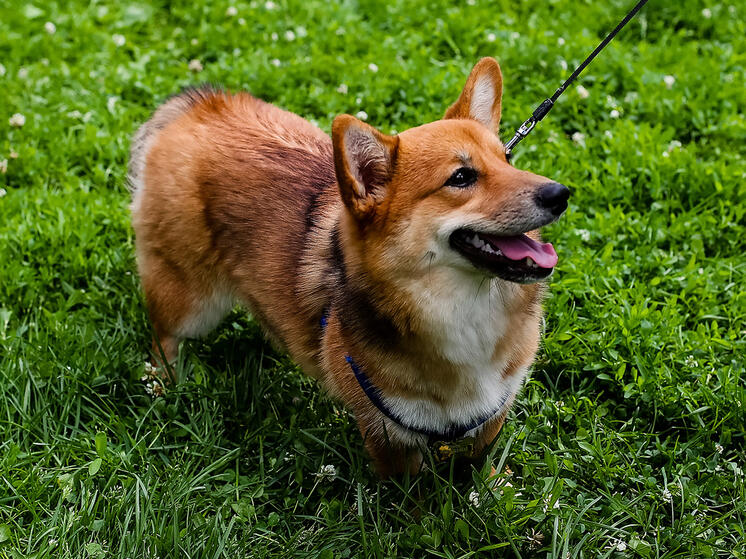 «Питомцы могут резко выскочить на дорогу»