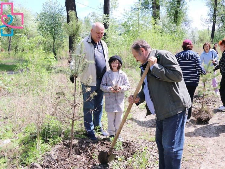 В Абакане в честь векового юбилея здравоохранения Хакасии высажено 100 сосен