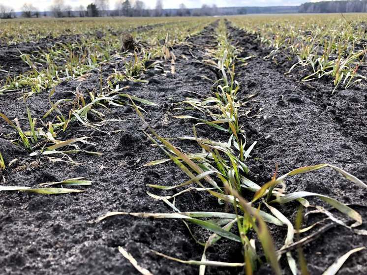 Как показал объезд полей специалистами агропредприятий, морозные ночи привели к гибели 36 гектаров озимой пшеницы