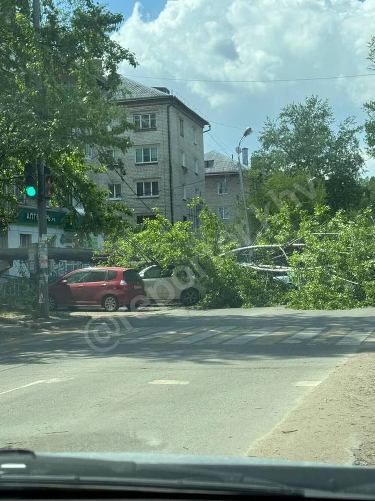 Движение перекрыто из-за упавших деревьев в Хабаровске